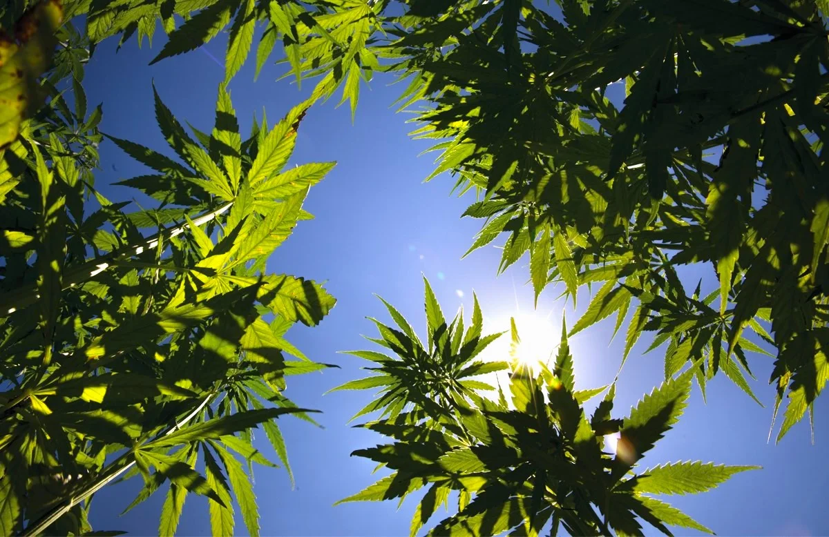 Hemp Hype