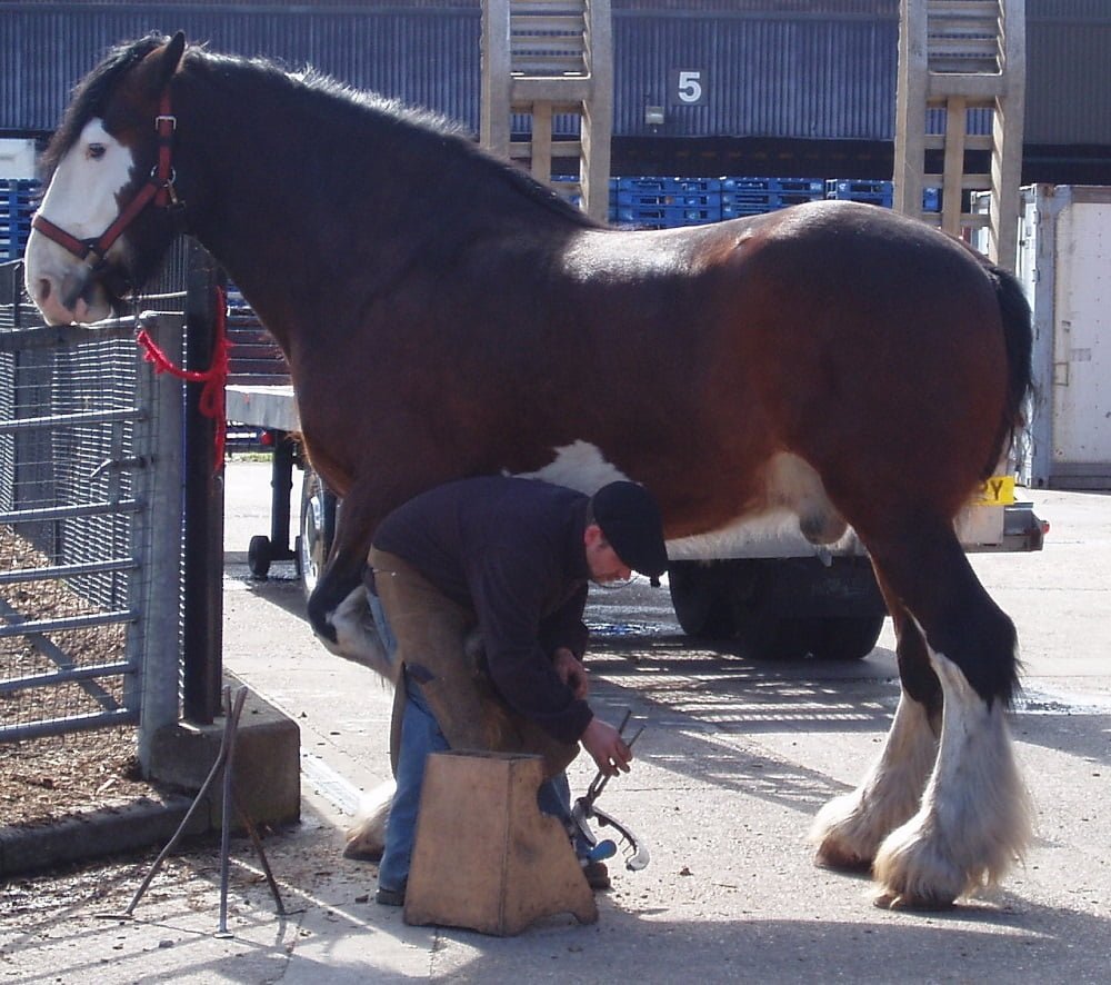 Trim your Horse's Hooves